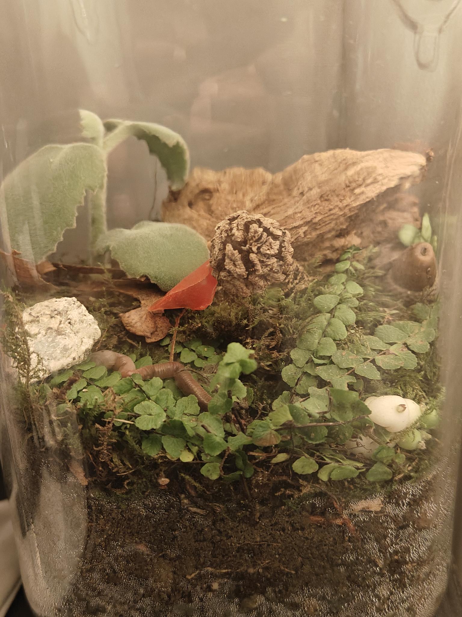 Terrarium